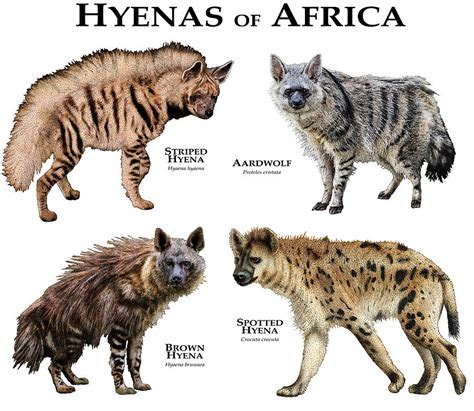 Hyenas Of Africa Photograph By Roger Hall Pixels