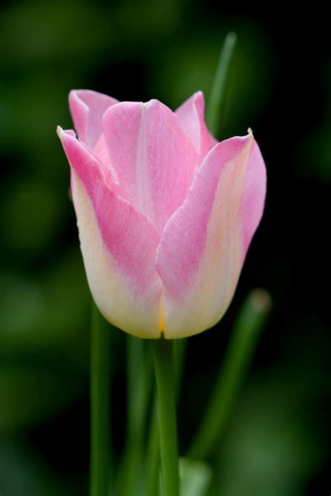 Pink Tulip Flower Free Stock Photo Public Domain Pictures