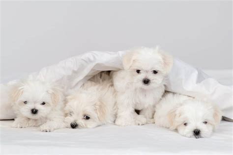 Teacup Maltese A Complete Guide To This Miniature Pooch