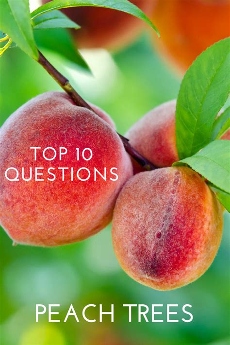 The tree is native to china and it symbolises immortality and unity in chinese culture. Top 10 Questions About Peach Trees - Gardening Know How's Blog