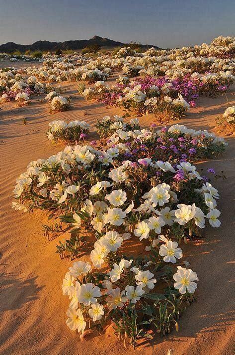 Sahara Desert Vegetation In Flower After Rain Desert Flowers