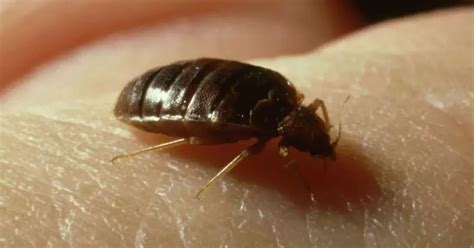 Expert Urges Brits To Carry Out Essential Bedbug Proofing To Stop