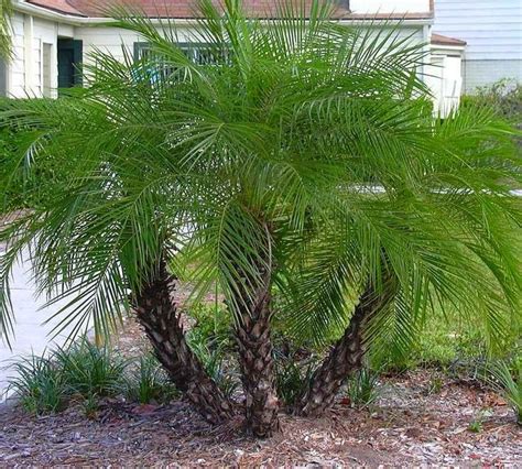 Pygmy Date Palm Florida Landscaping Palm Trees Landscaping Small