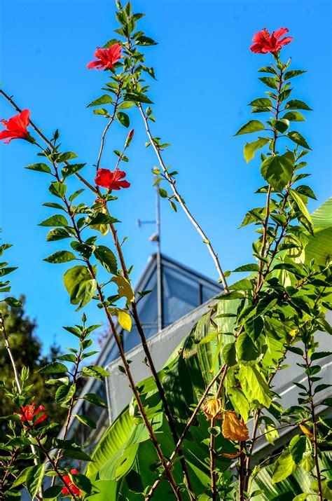 We did not find results for: wdf - wupper digitale fotografie - Botanischer Garten RUB ...
