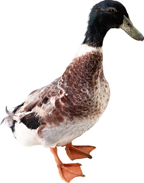 Free Duck Png Download Free Duck Png Png Images Free Cliparts On