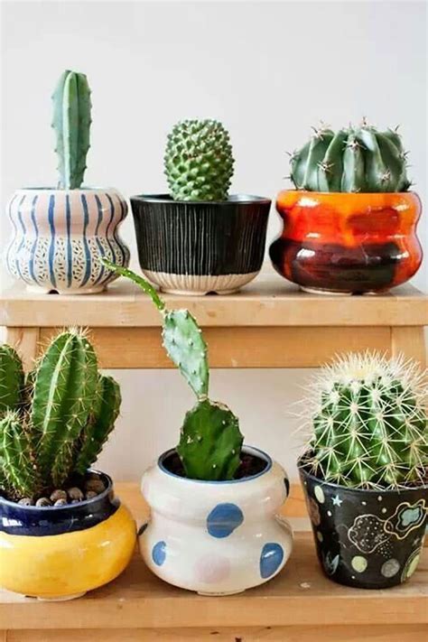 Indoor pflanzen für ein grünes und gesundes zuhause. Kakteen zu Hause: 60 Inspirationen zum Dekorieren mit der ...