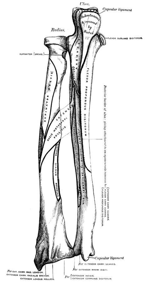 Radius Ulna Junglekey Fr Image