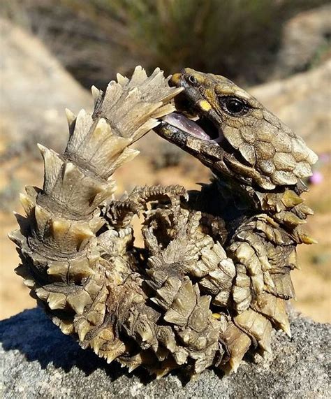 American Museum Of Natural History On Twitter Armadillo Lizard