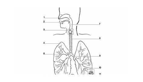 Respiratory System For Kids Worksheet - Promotiontablecovers
