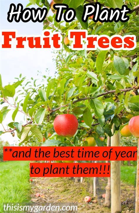 Give your fruit trees the best chance for success by following these planting recommendations. How To Plant Fruit Trees - And Why Fall Is The Best Time ...