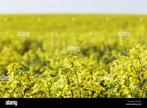 A Field Of Yellow Flowering Blooming Mustard Seed Plants In Spring