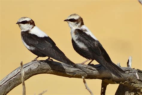 Sunshinecoastbirds Changes In Status Of South East Queensland Birds