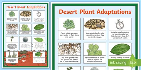 Desert Plant Adaptations Display Poster Teaching Resource