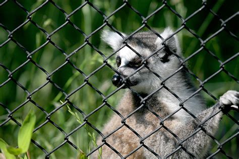Ring Tailed Lemur 27 Kabacchi Flickr