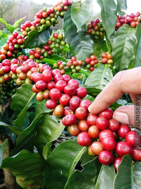 How To Grow Coffee Beans In Florida Unugtp