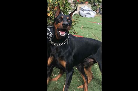 Doberman puppies for sale in kerhonkson, new york 12446 | 8 males, 6 weeks october 30th 2020, born 9/16/2020, all red/rust colored, docked tails, dewclaws removed,. Aloha Doberman's - Puppies For Sale