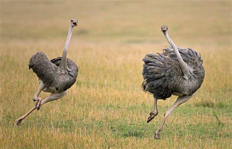 Ostrich The Biggest Animals Kingdom
