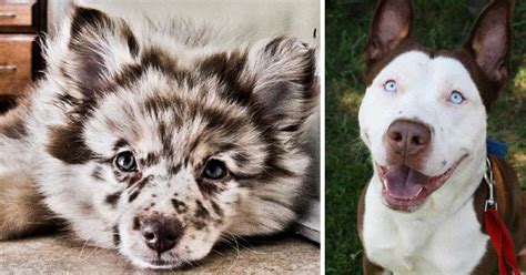 35 Crossbreed Dogs That Will Make You Fall In Love With Mutts Bored