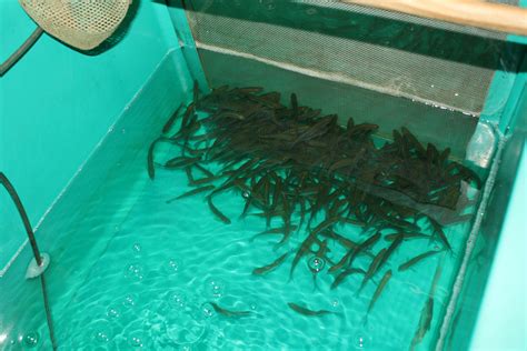 Live Bait Minnows Smith Mountain Lake Captains Quarters