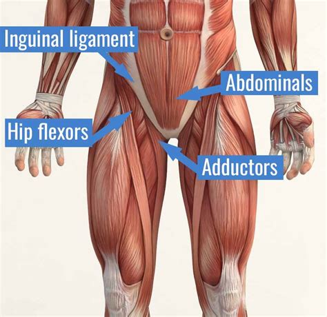 Groin Muscle Anatomy Bodyquirk Of The Month Groin Strain Bodyquirks
