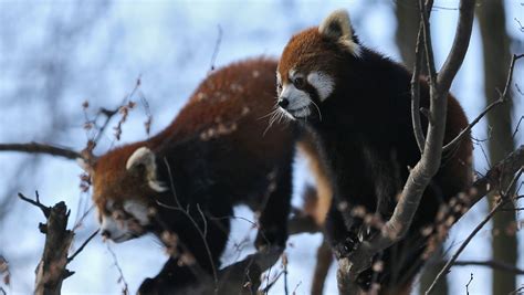 Red Pandas At Cincinnati Zoo Are Having Snow Much Fun