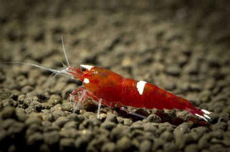 1378x917 Shrimp Desktop Wallpaper Coolwallpapersme