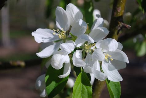 Spring Snow Flowering Crabapple