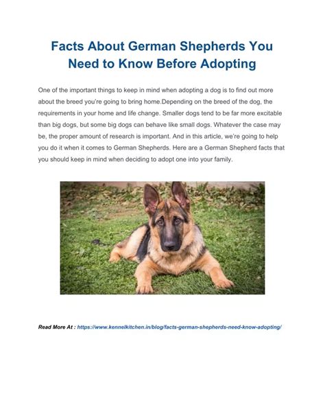 Ppt Facts About German Shepherds You Need To Know Before Adopting