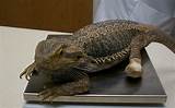 Pictures of Bearded Dragon Gout Treatment