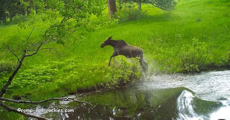 Romping And Rolling In The Rockies Wildlife Monday A Mama Moose And