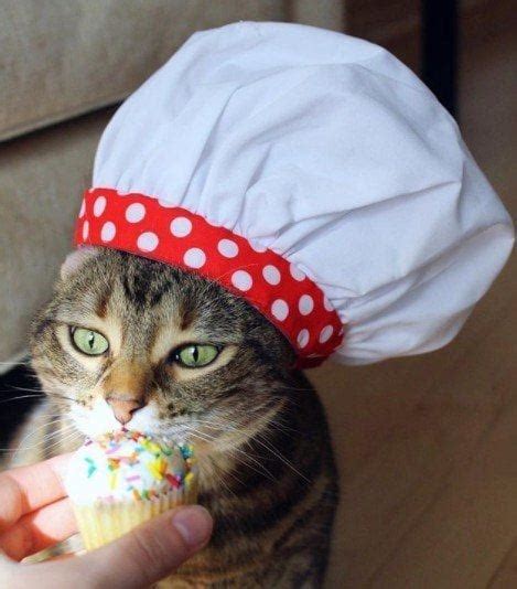 Funny Outfits For Cats 20 Most Funny Clothes For Cats