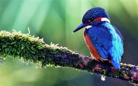 Hintergrundbilder Vögel Tiere Natur Ast Grün Blau Tierwelt