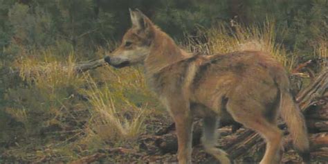 A Growing Pack Of Mexican Wolf Recovery Partners New Mexico Wildlife