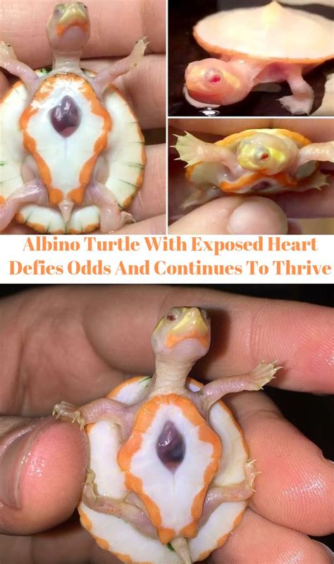 Albino Turtle With Exposed Heart Defies Odds And Continues To Thrive
