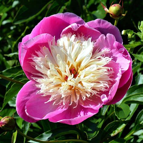 Hot Pink Peony Bulbs For Sale Bowl Of Beauty Fragrant Easy To