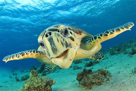 5 Endangered Ocean Animals Worldatlas