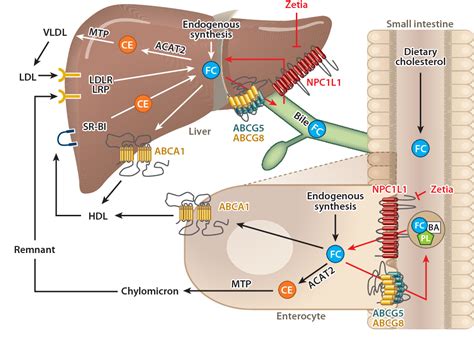 No treatment or cure exists, so prognosis and life expectancy depend. Global Niemann Pick C1 Like Protein 1 Market 2020 Industry ...