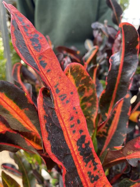 Croton ‘mammy Codiaeum Variegatum 10″ Pot Tropicalshouseplants