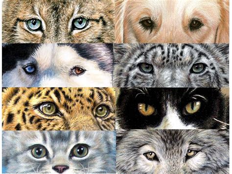 Diese bestehen aus zwei nullen, die nah beieinander liegen. "Animal Eyes - Tierblicke" Tutorial Malen und Zeichnen mit ...