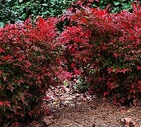 Includes one nandina 'firepower' in a 2.5 quart pot. Lemon Lime Nandina - 2.5 Quart - Shrub - Deer Resistant ...