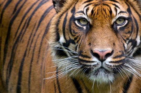 Research May Help Save Tigers On The Brink Of Extinction College Of