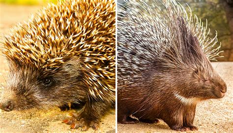 Hedgehog Vs Porcupine Whatʼs The Difference Ned Hardy