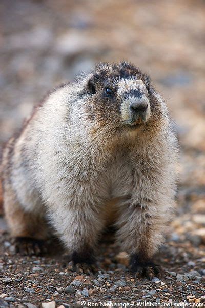 72 Best Images About Marmots On Pinterest Tibet