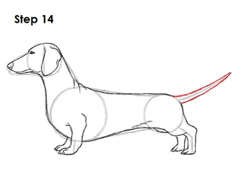 How To Draw A Dog Dachshund Video And Step By Step Pictures