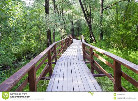 Wooden Bridge Path Winding Through Green Forest Nature