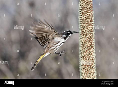 New Holland Honeyeater Feeding On Nectar From A Grass Tree Stock Photo