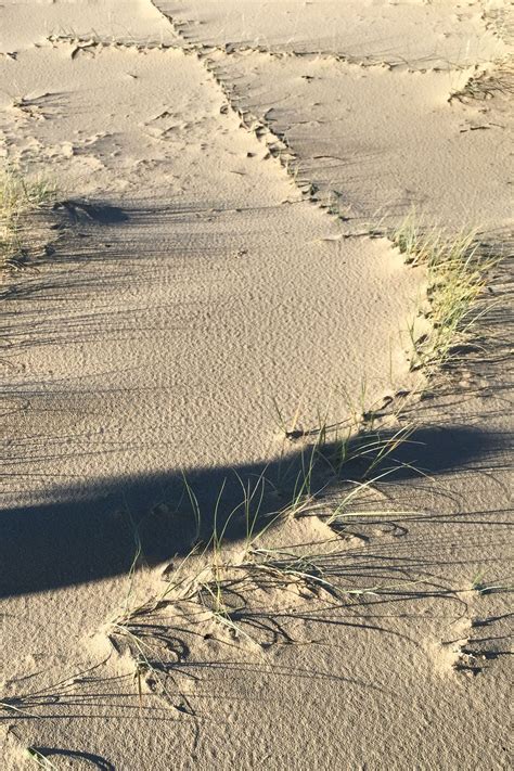 Beach Grass Over Sand Dunes In Noosa Austrslia Beach Grass Noosa Dune