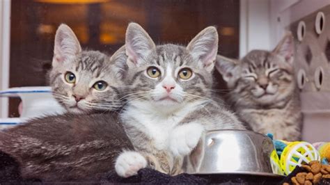 Anyone Can Help Community Cats To Celebrate International Rescue Cat Day