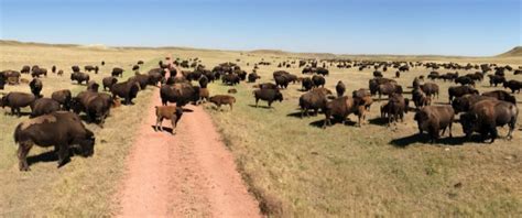 2022 Fall Ranch Tour And Social Rocky Mountain Bison Association