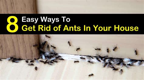 8 simple ways to get rid of ants in the house 2022